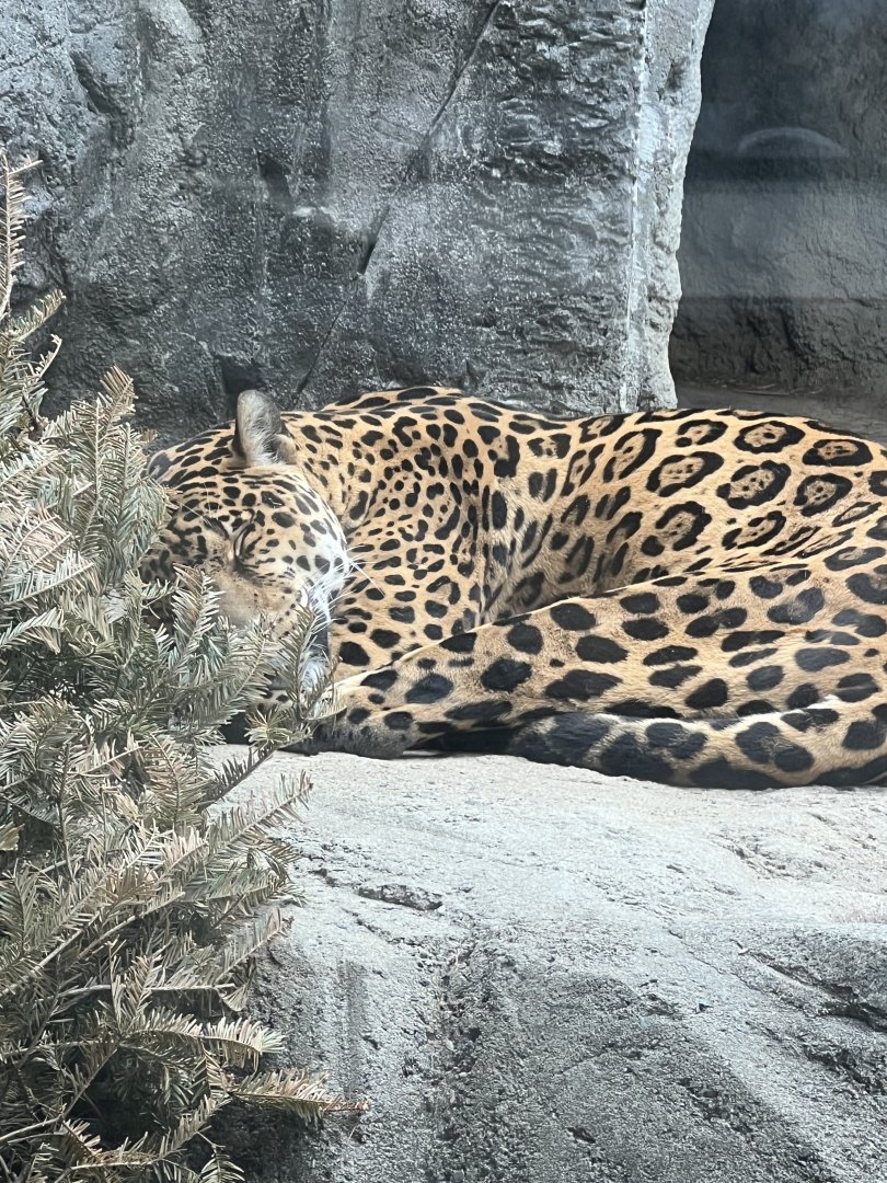 Jaguar