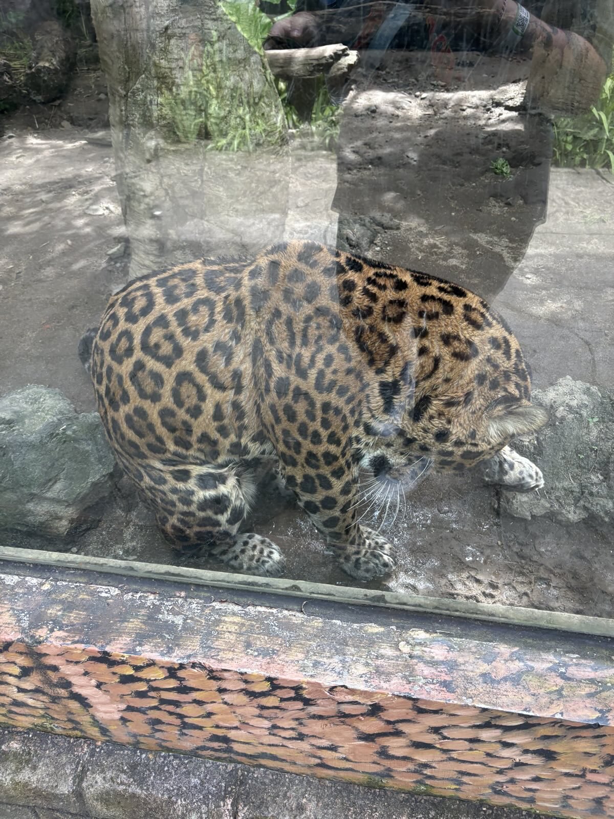 Jaguar
