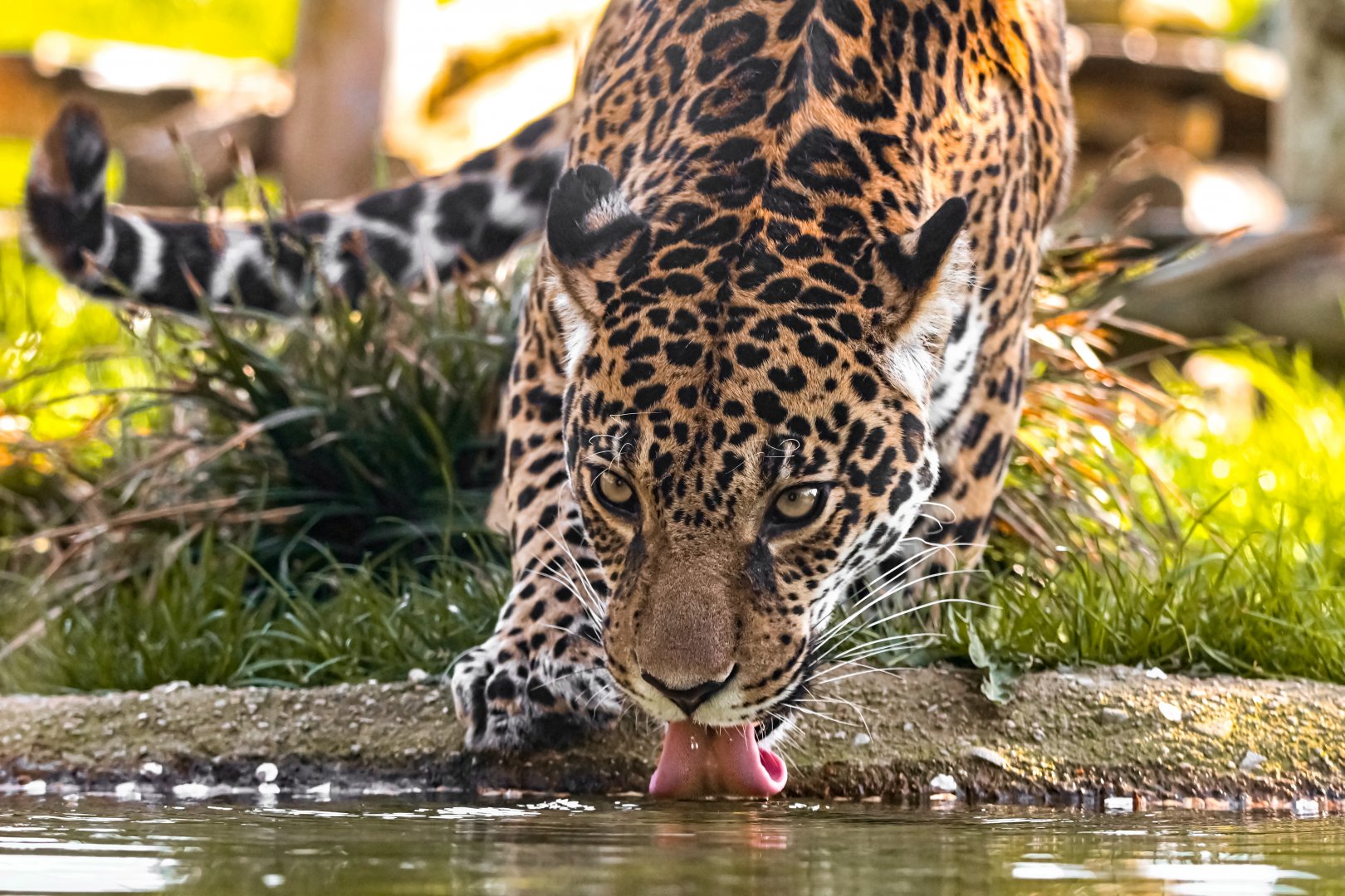Jaguar