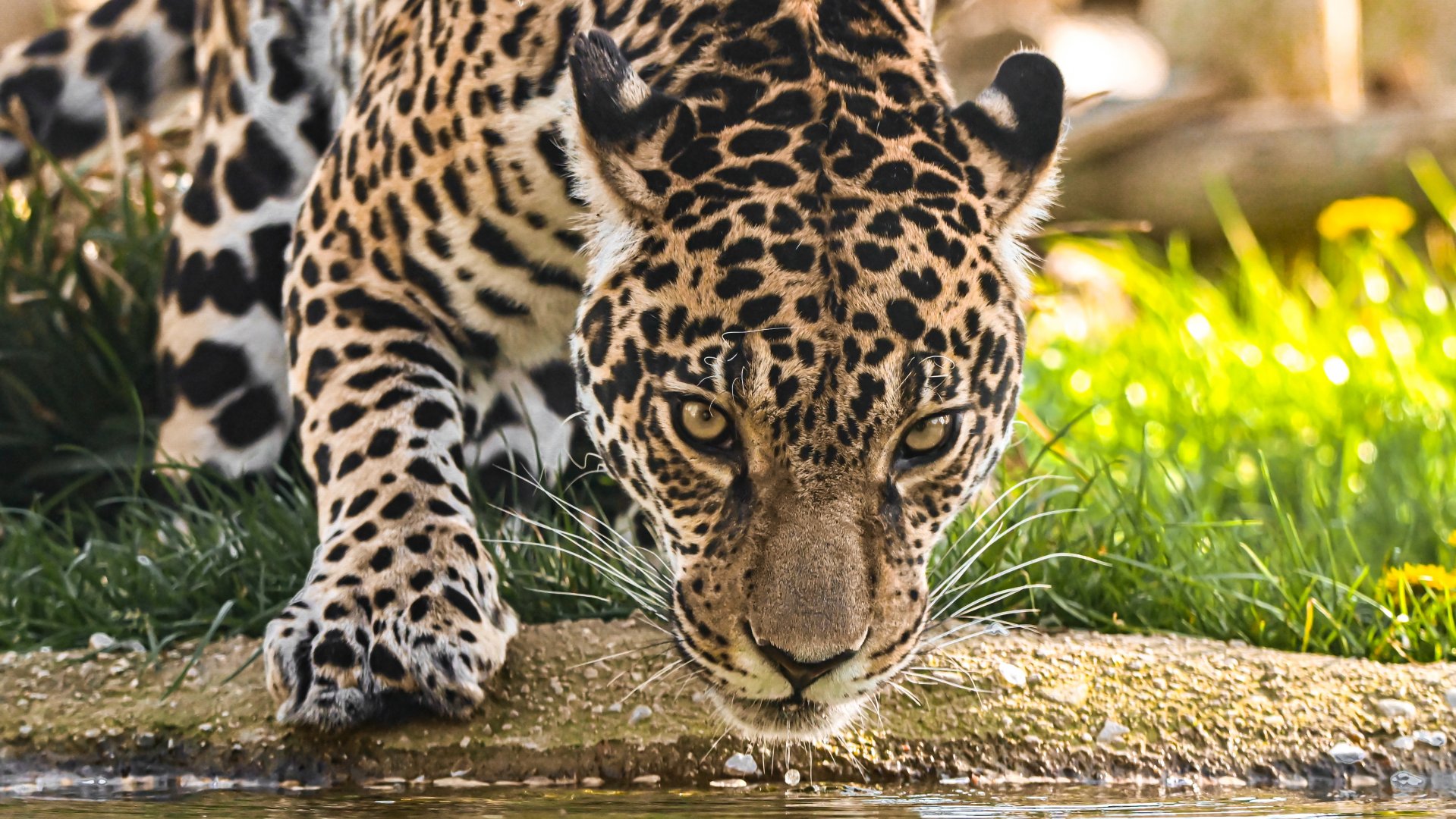 Jaguar