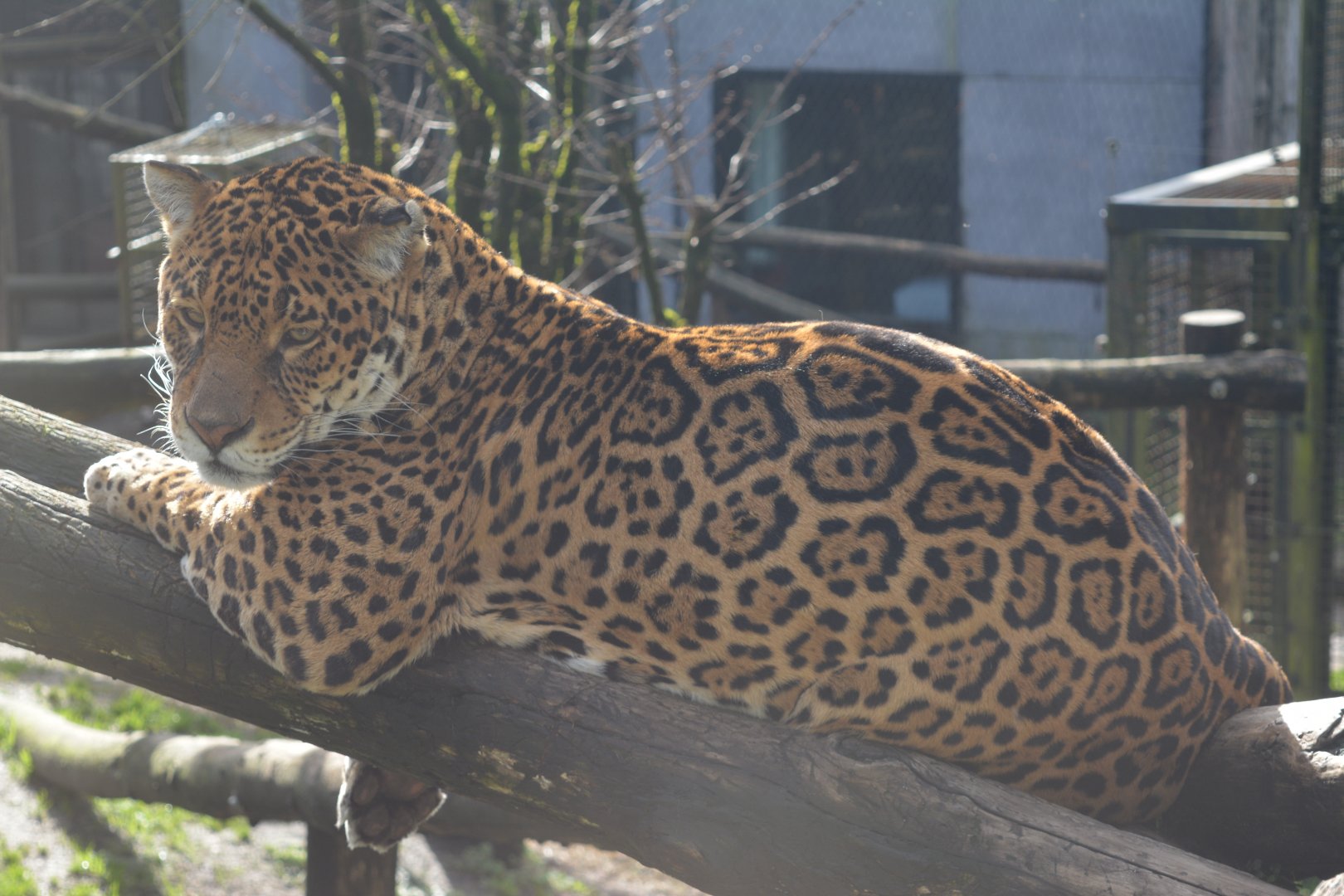 Jaguar