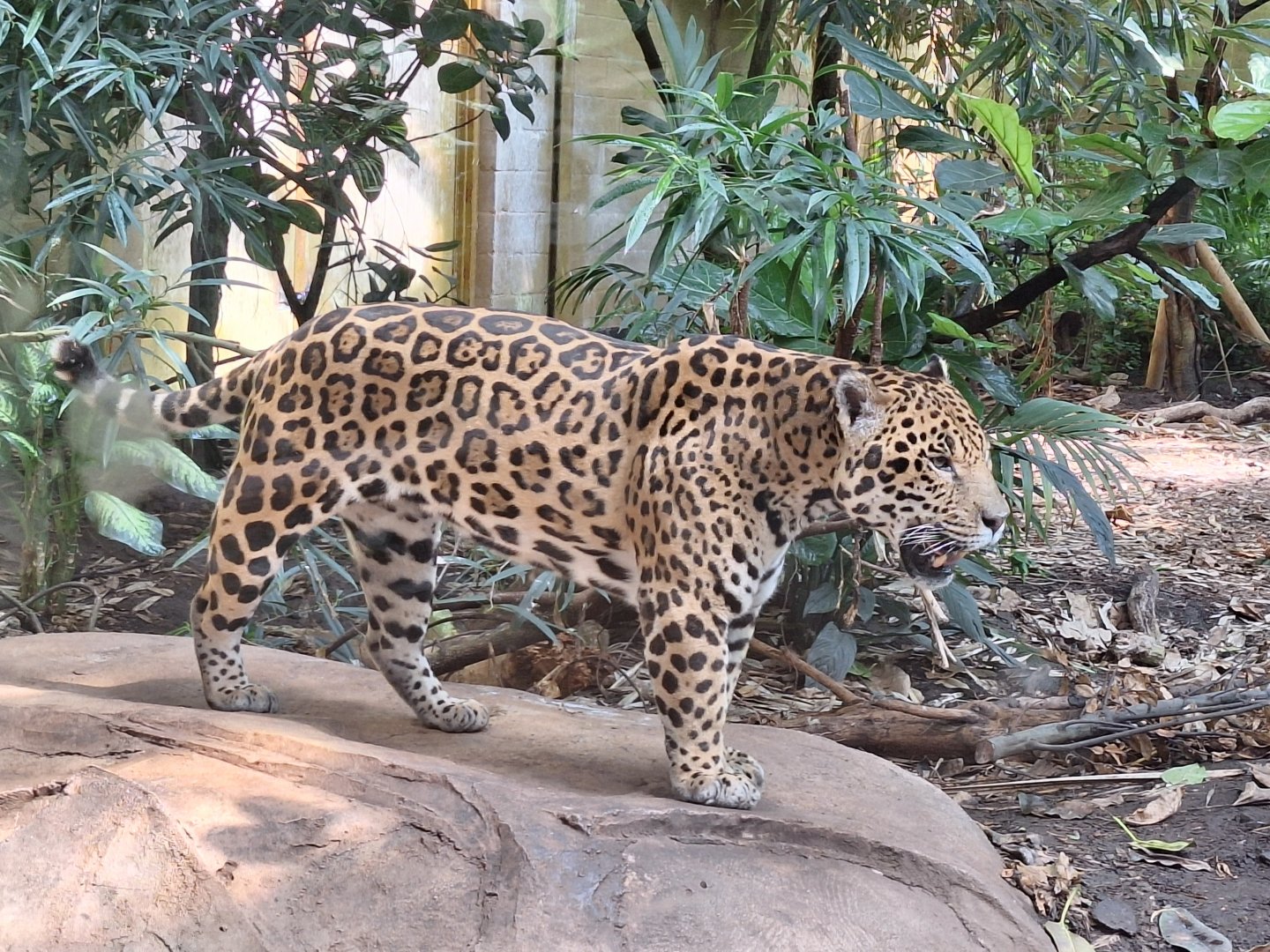 Jaguar
