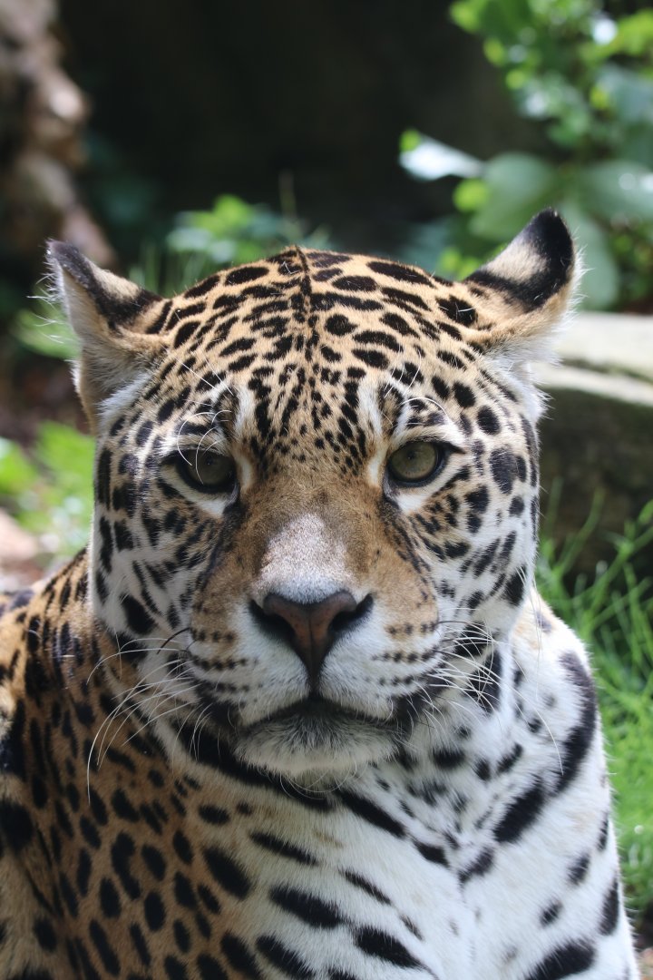 Jaguar