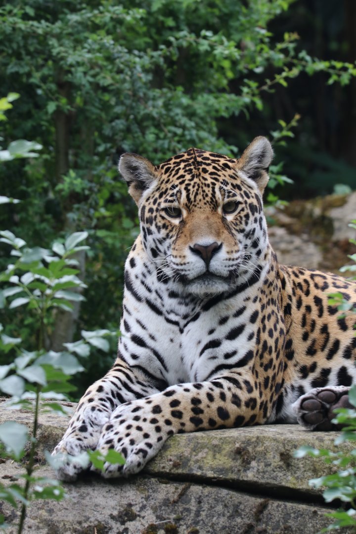 Jaguar