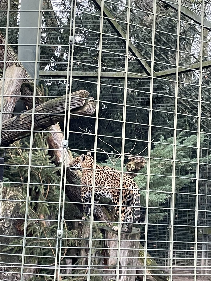 Jaguar