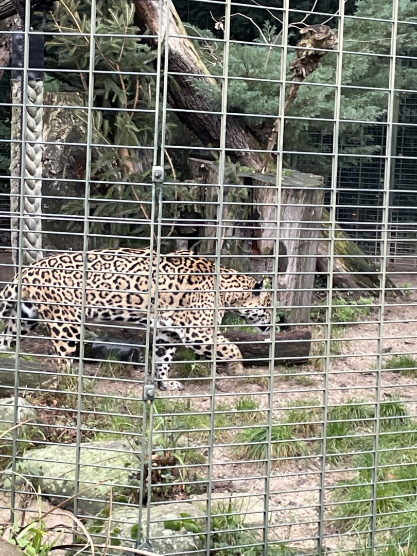 Jaguar