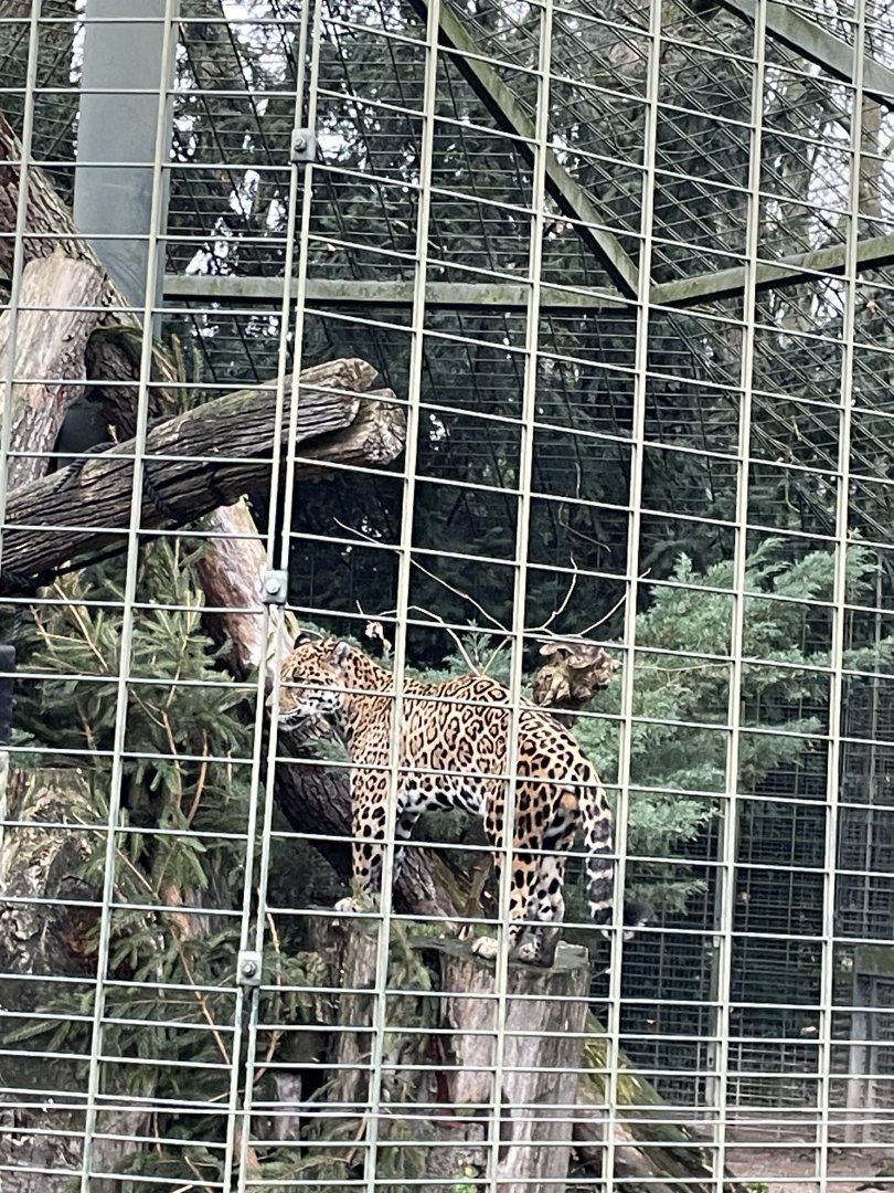 Jaguar