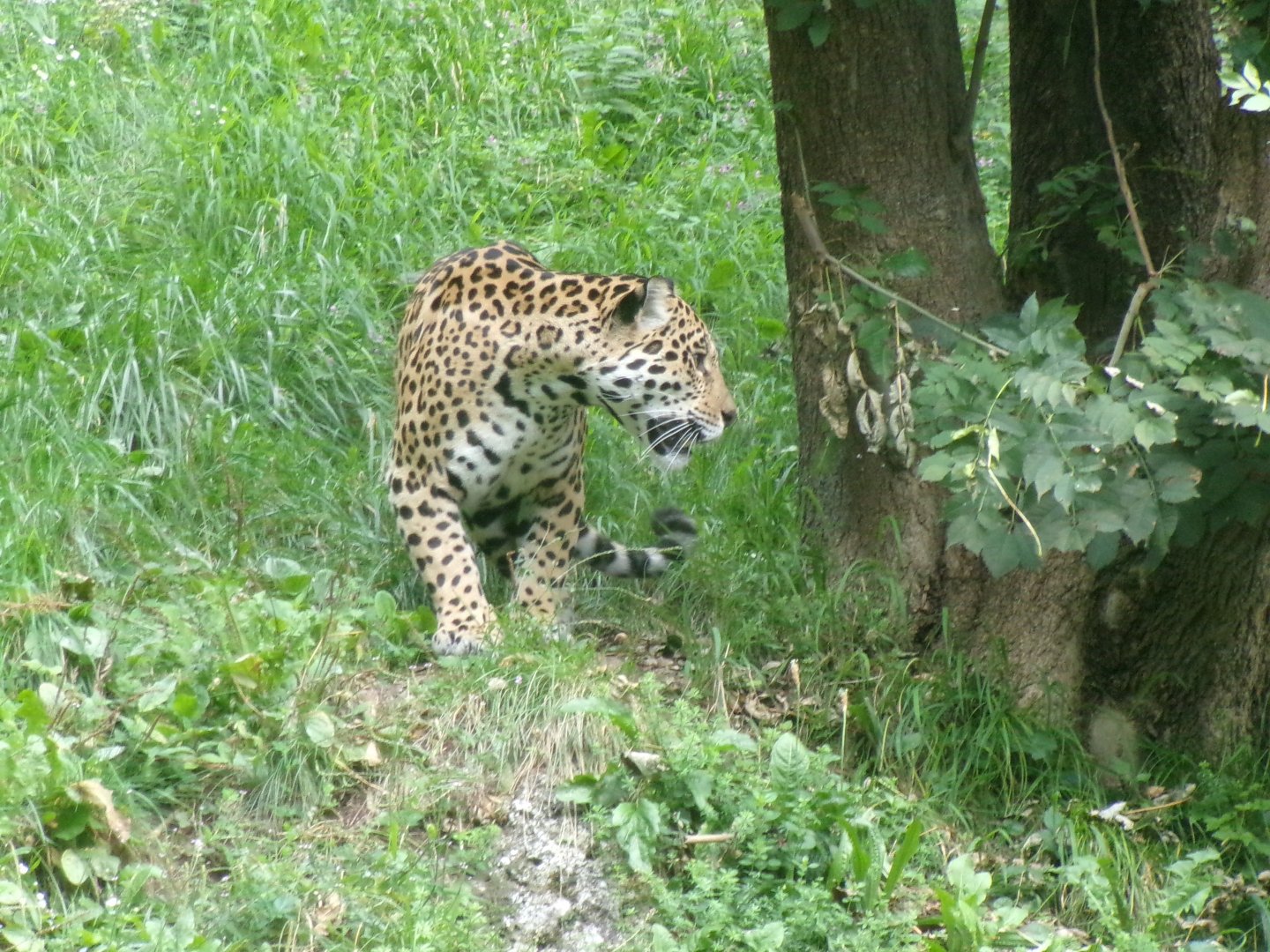 Jaguar