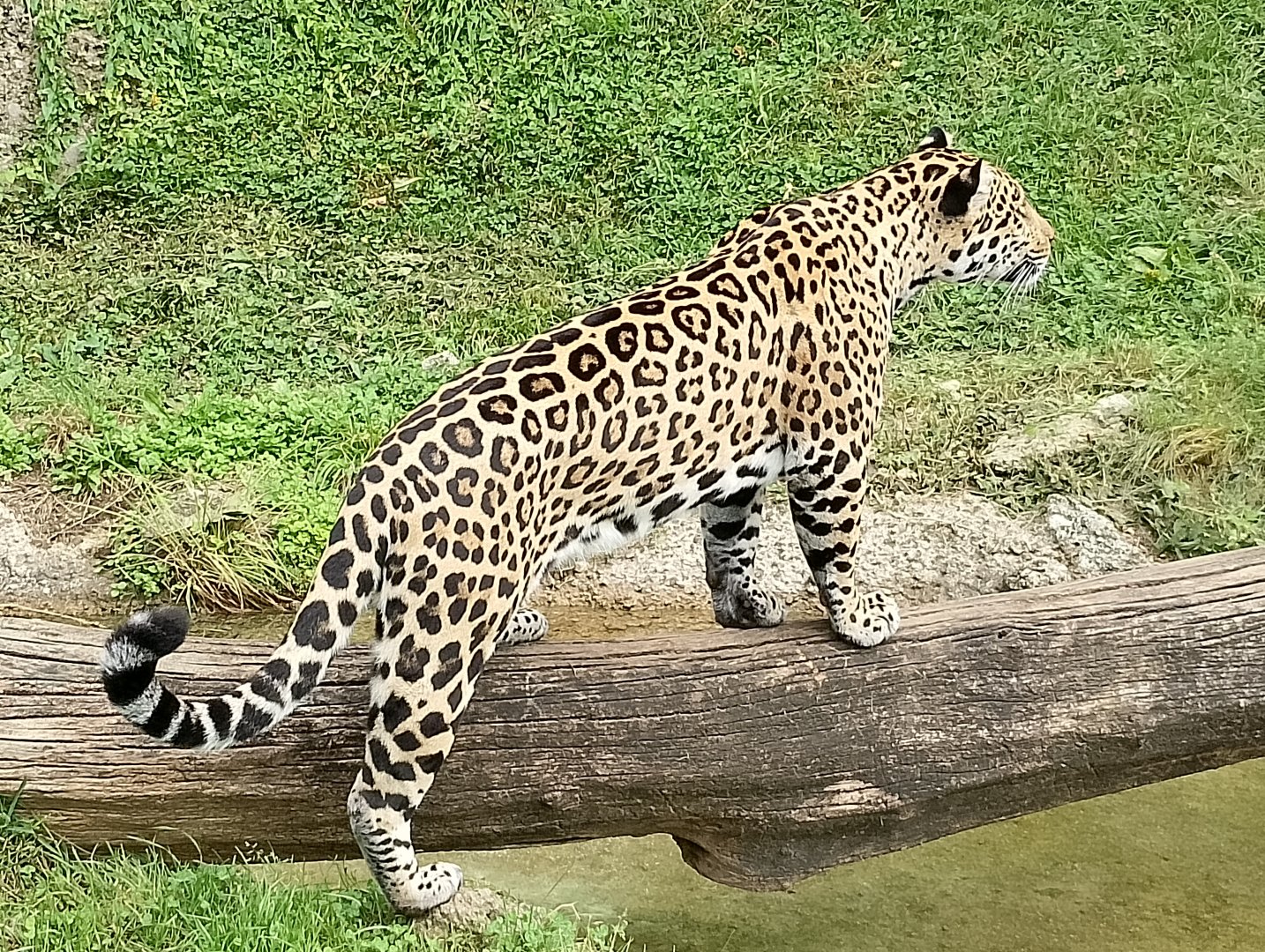 Jaguar