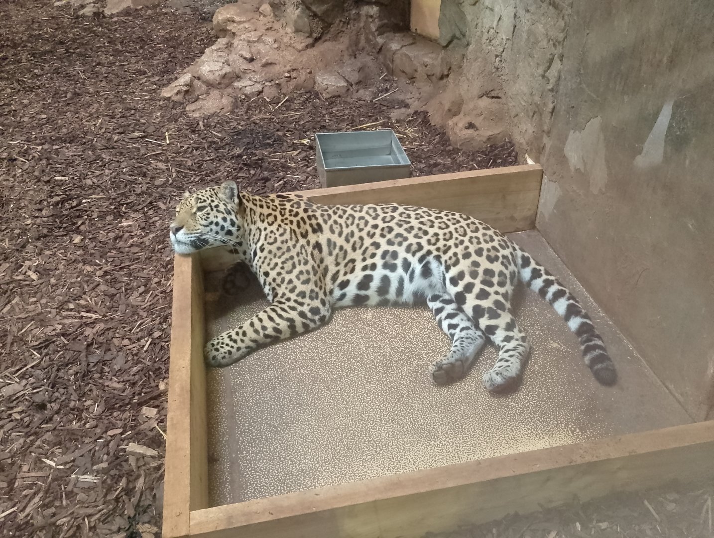 Jaguar