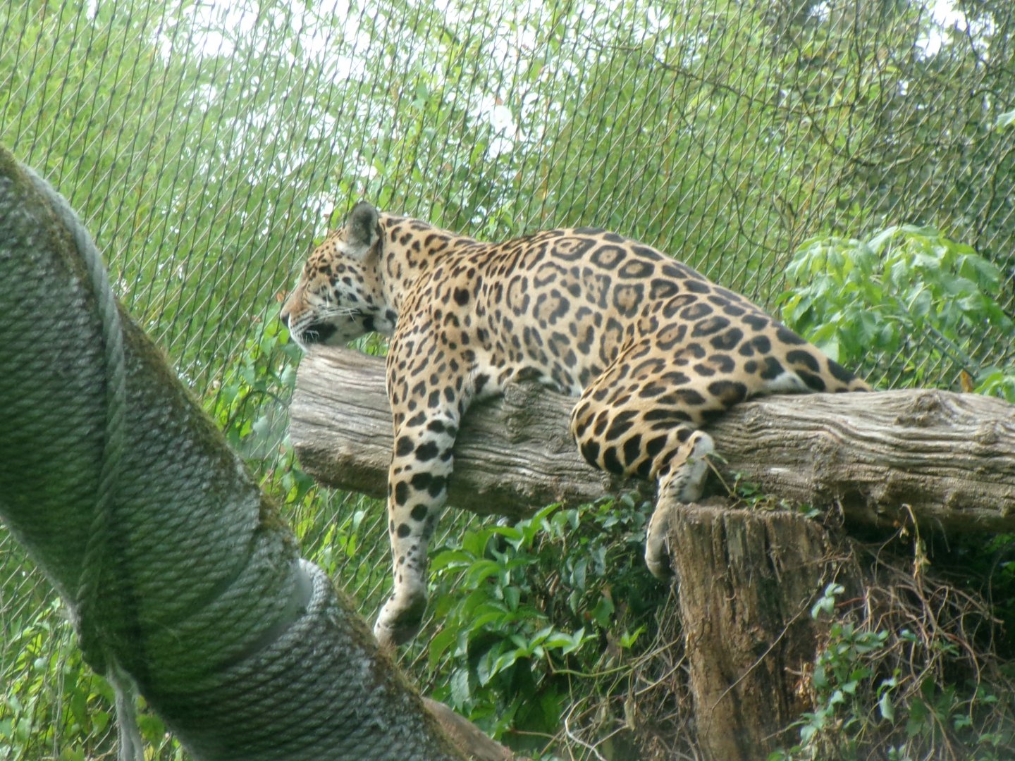 Jaguar