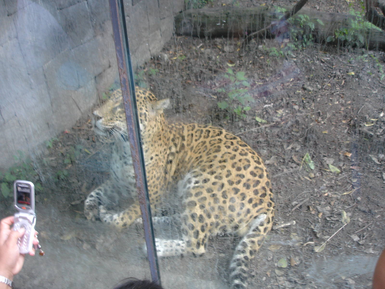 Jaguar