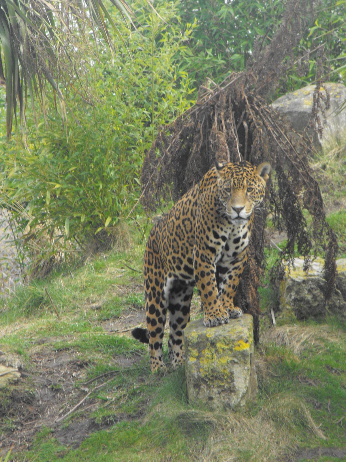 Jaguar