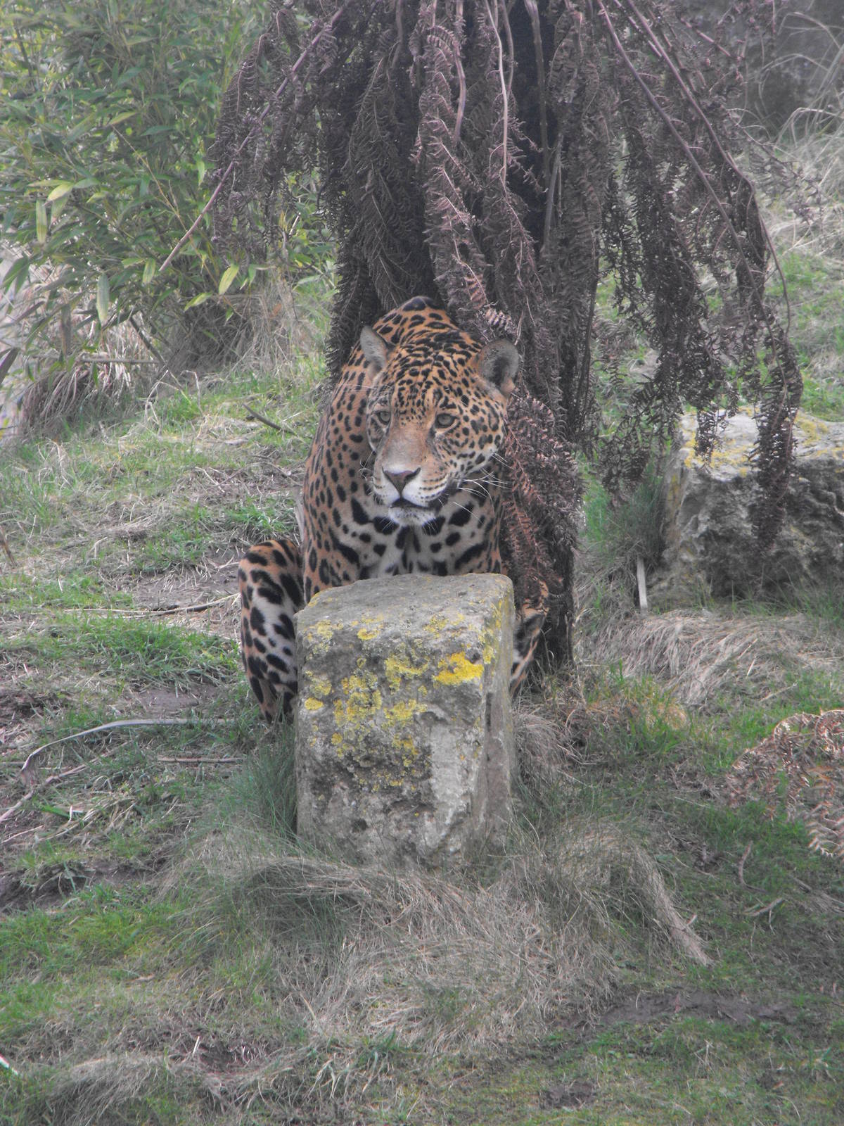 Jaguar