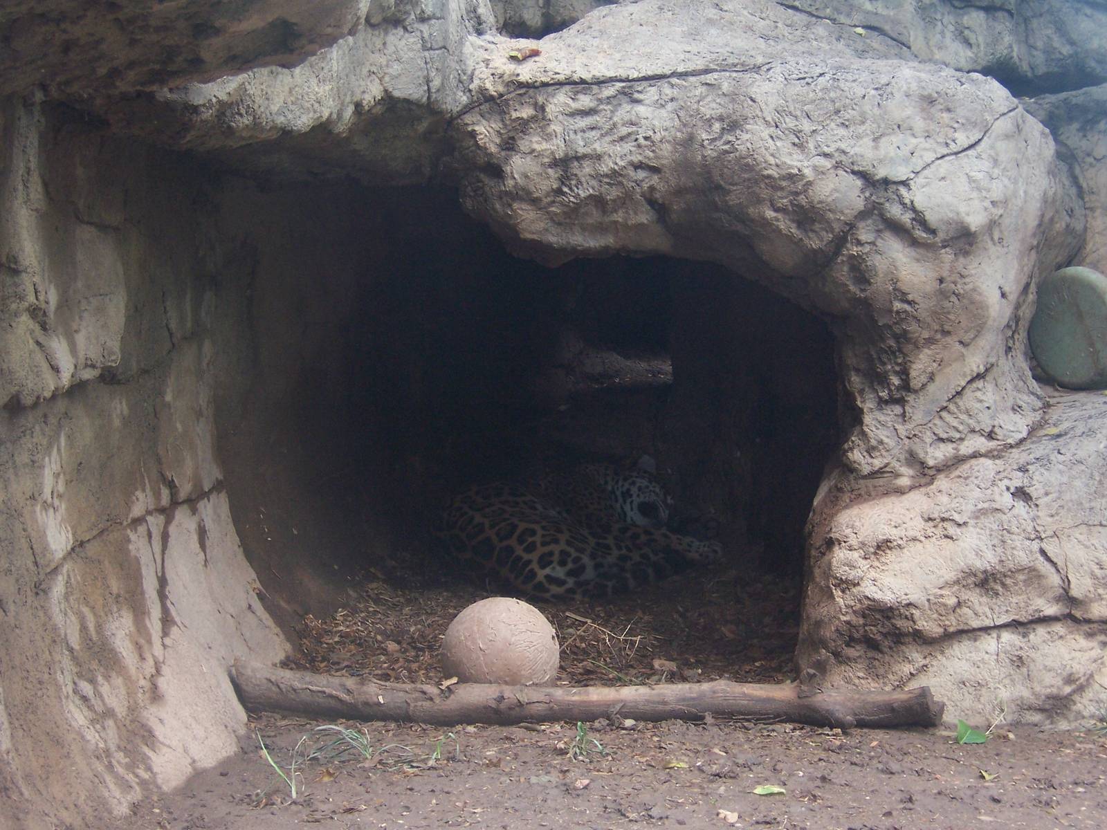 Jaguar