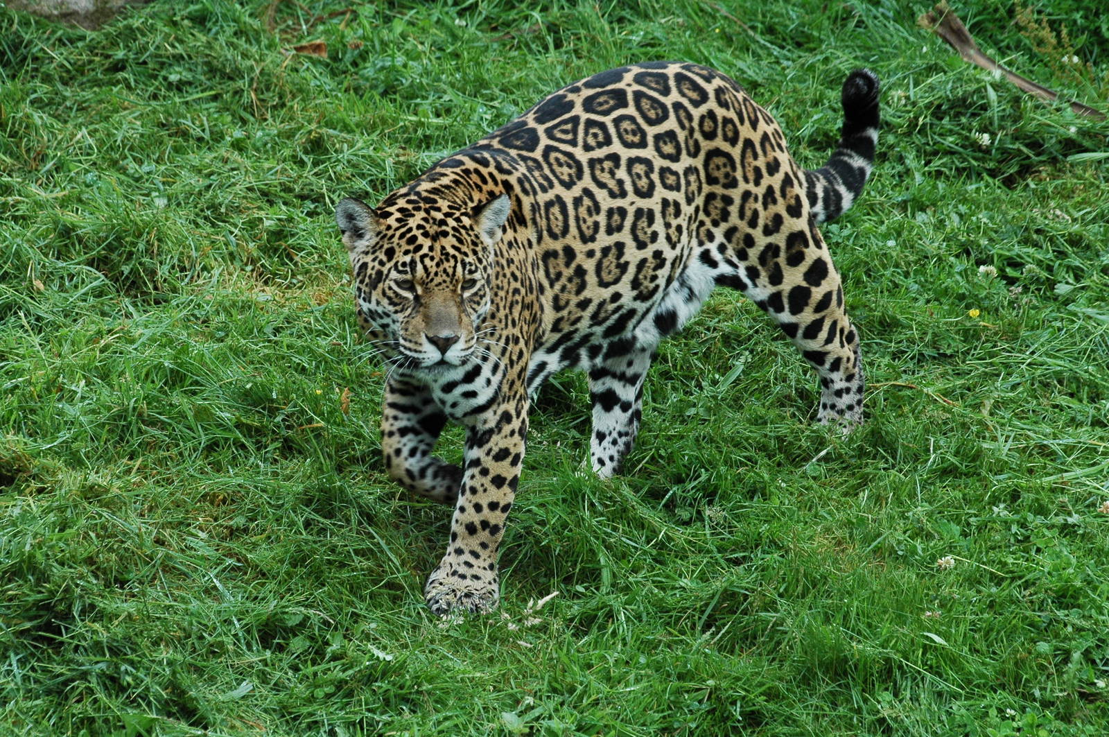 Jaguar