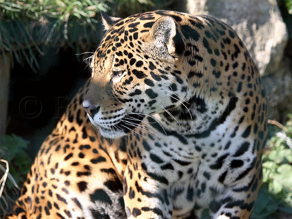 Jaguar