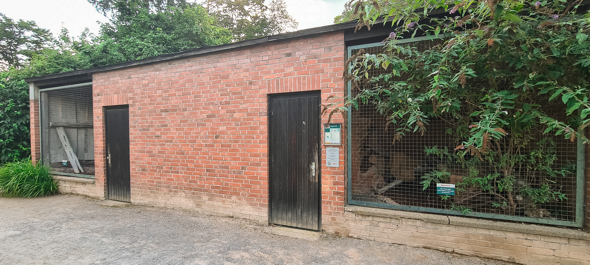 Jaguargundi outdoor enclosure