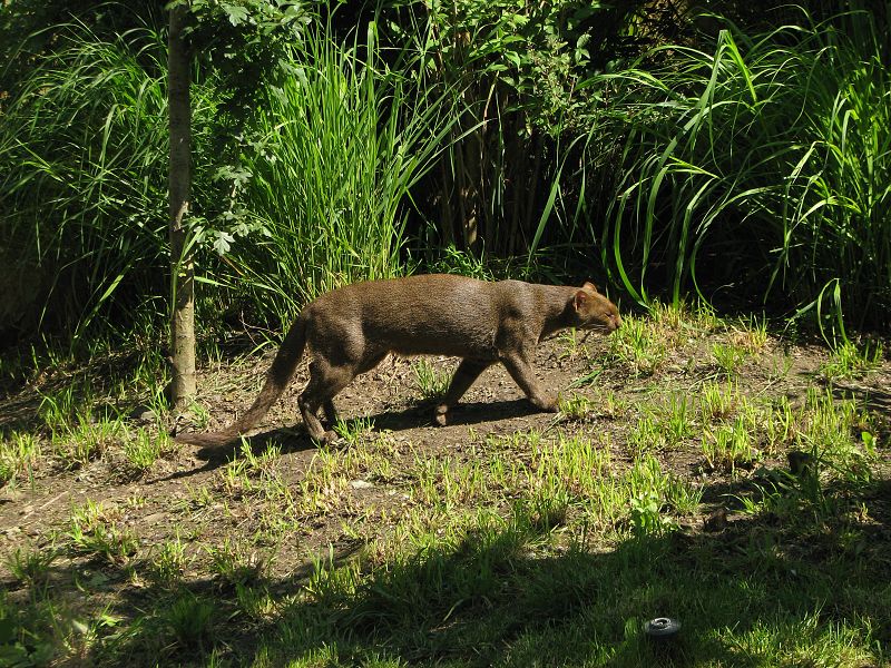 Jaguaroundi at Prague zoo