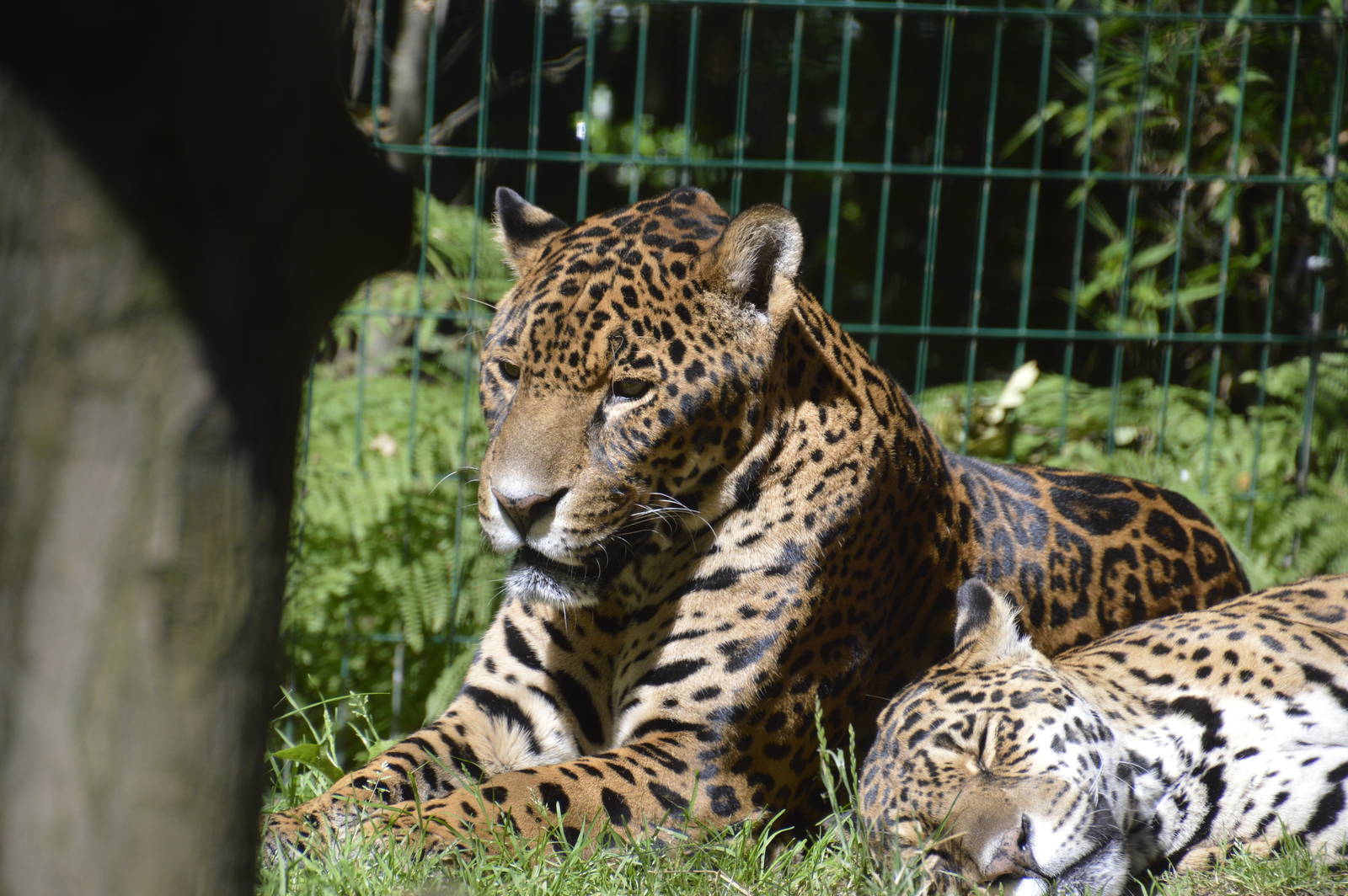 Jaguars 050816