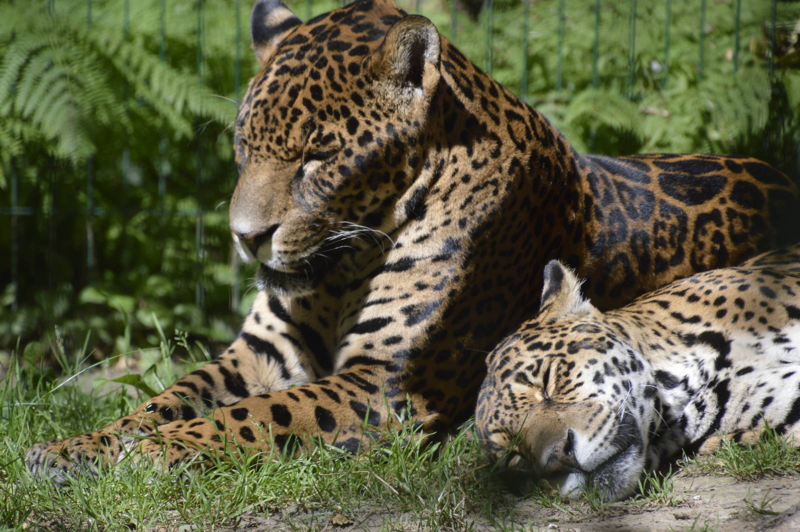 Jaguars 050816
