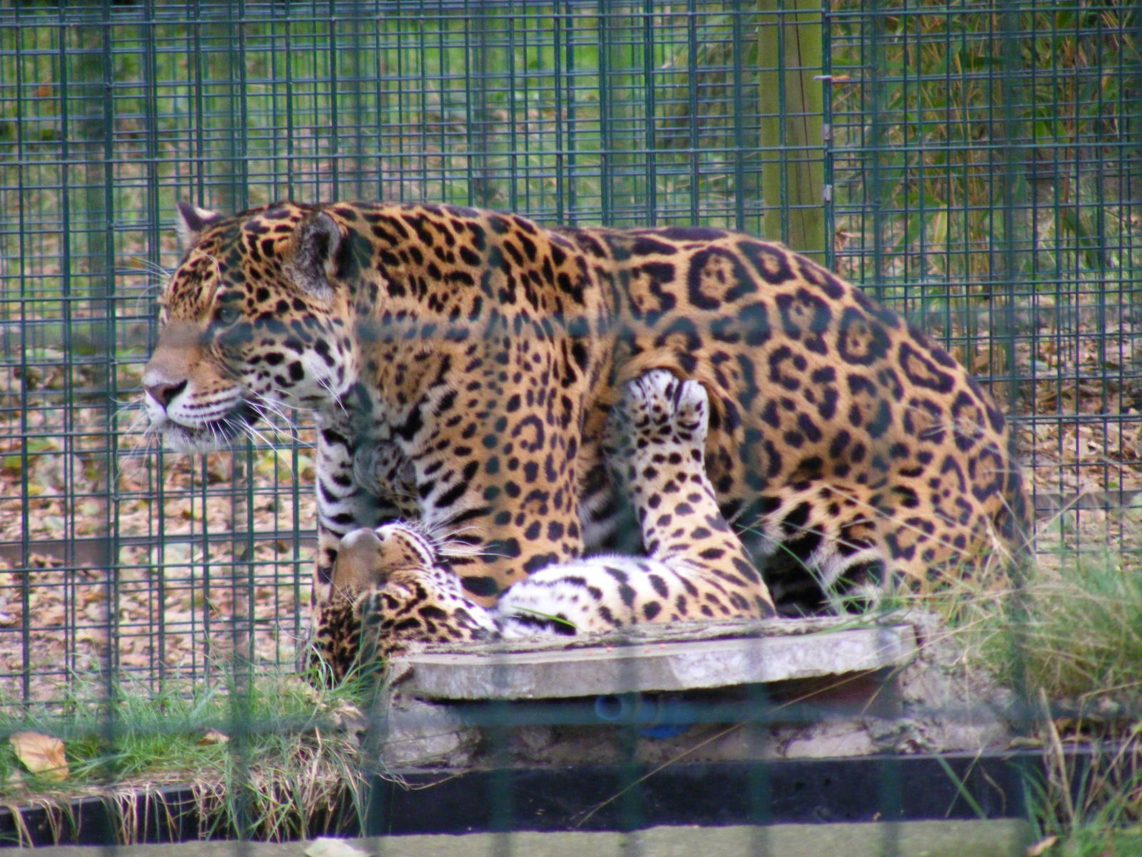 Jaguars at Amazona Zoo, 15 September 2010