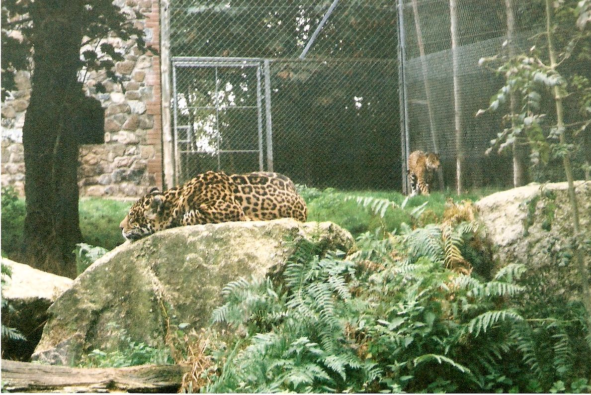 Jaguars at Dartmoor Wildlife Park, 4 October 2001