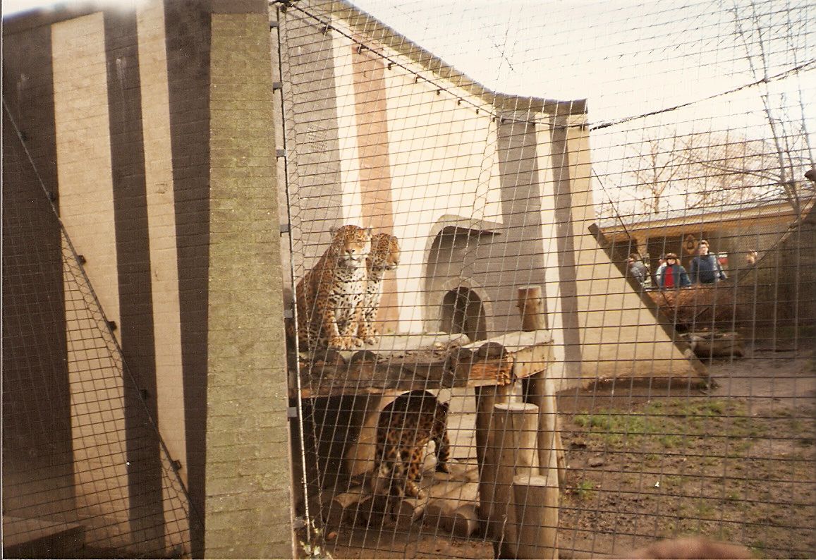 Jaguars at London Zoo, 15 February 1987