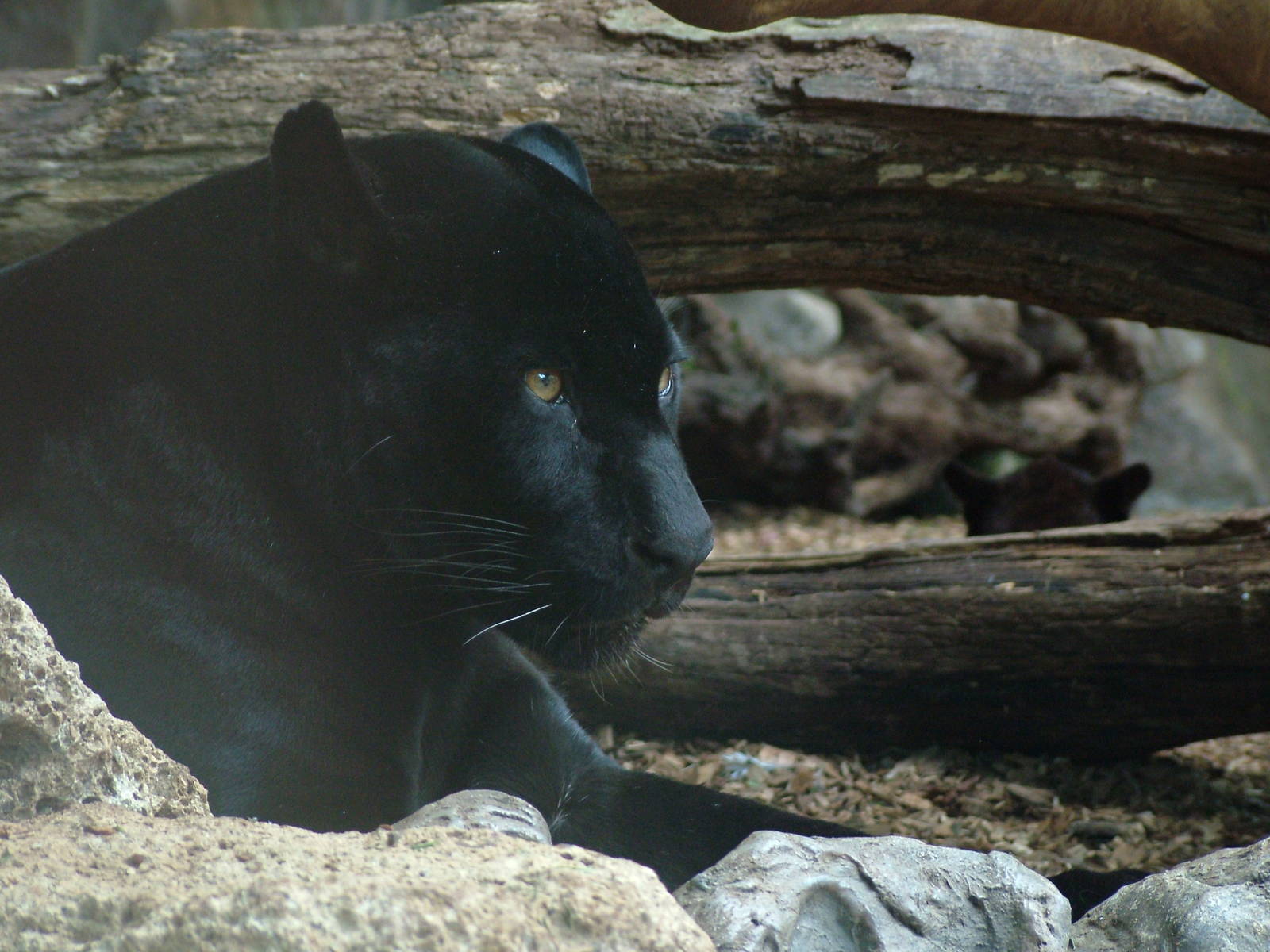 Jaguars at Loro Parque, 08/11/10
