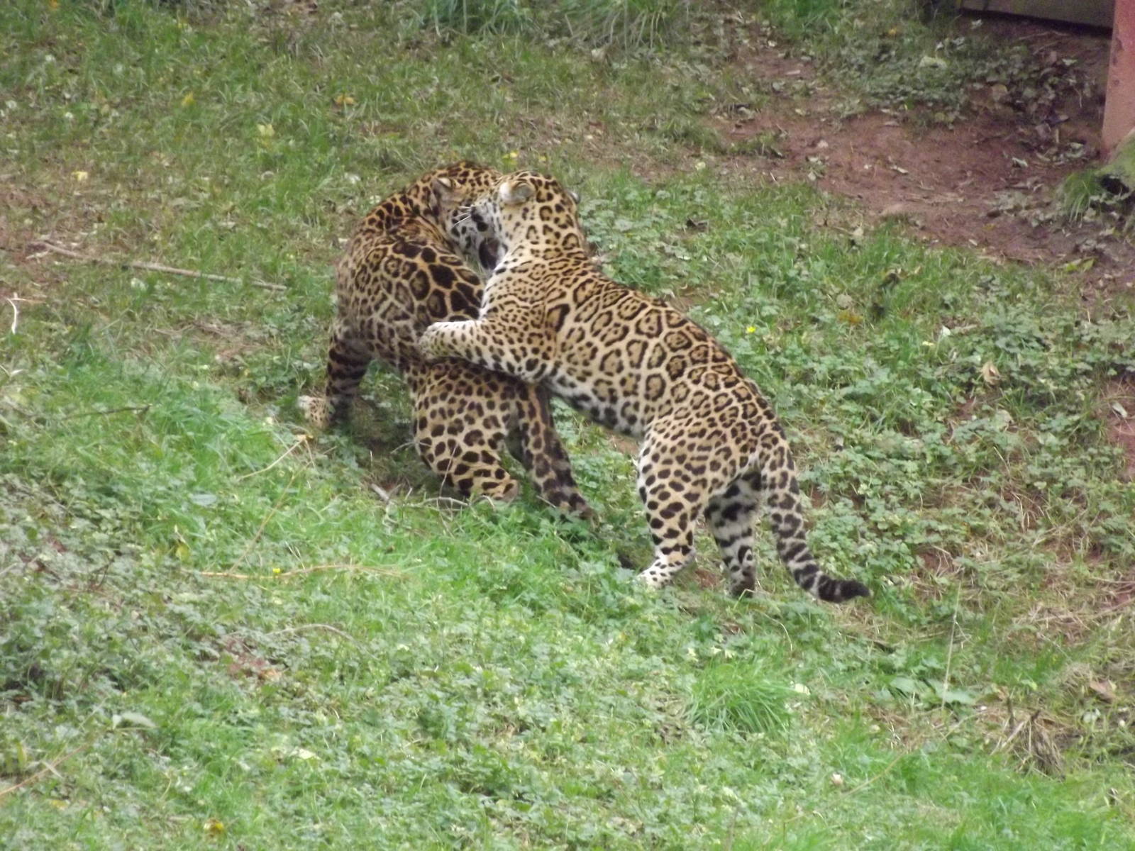 Jaguars at South Lakes WAP 26/11/11