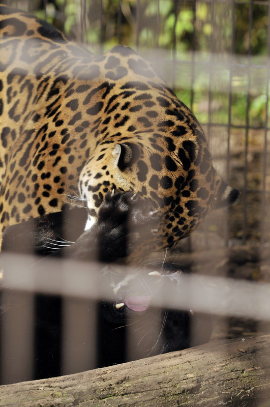 Jaguars at Twin Vally Zoo