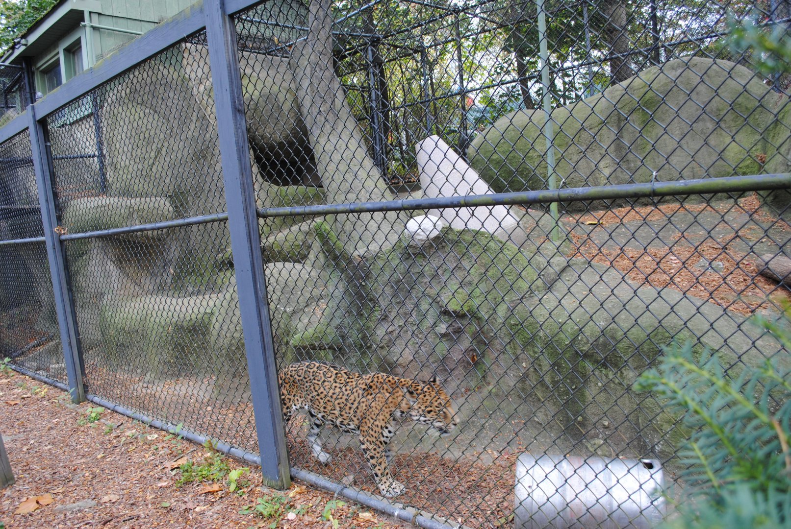 Jaguar's Exhibit