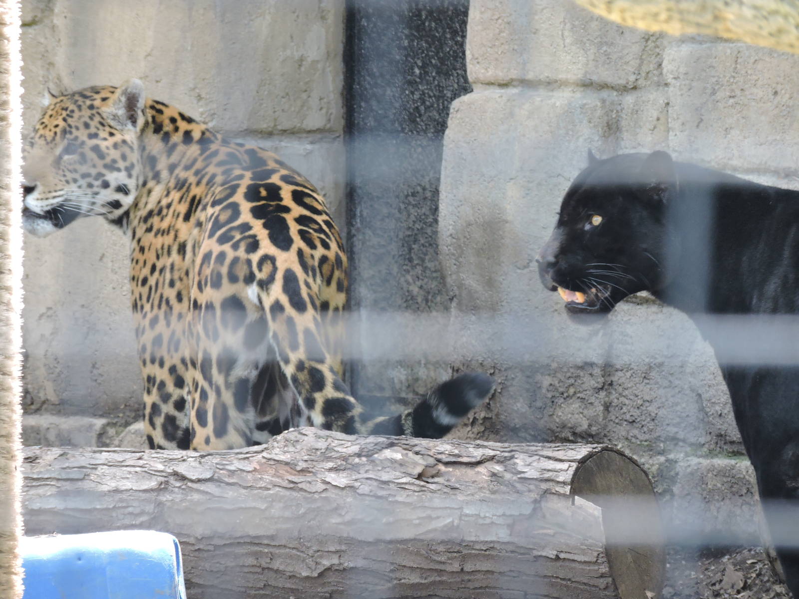 Jaguars - Luca and Zambucca