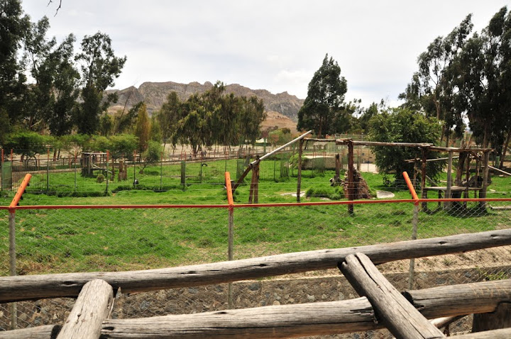 Jaguars - new luxury complex