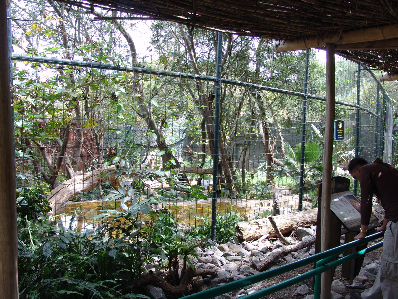 Jaguar's (Panthera onca) enclosure