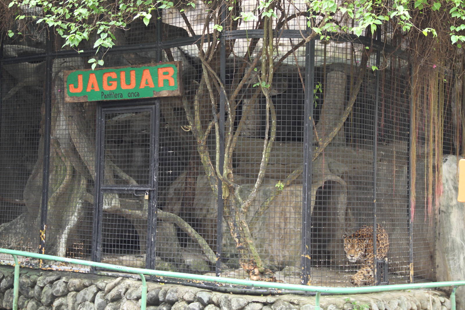 Jaguar's (Panthera onca) exhibit