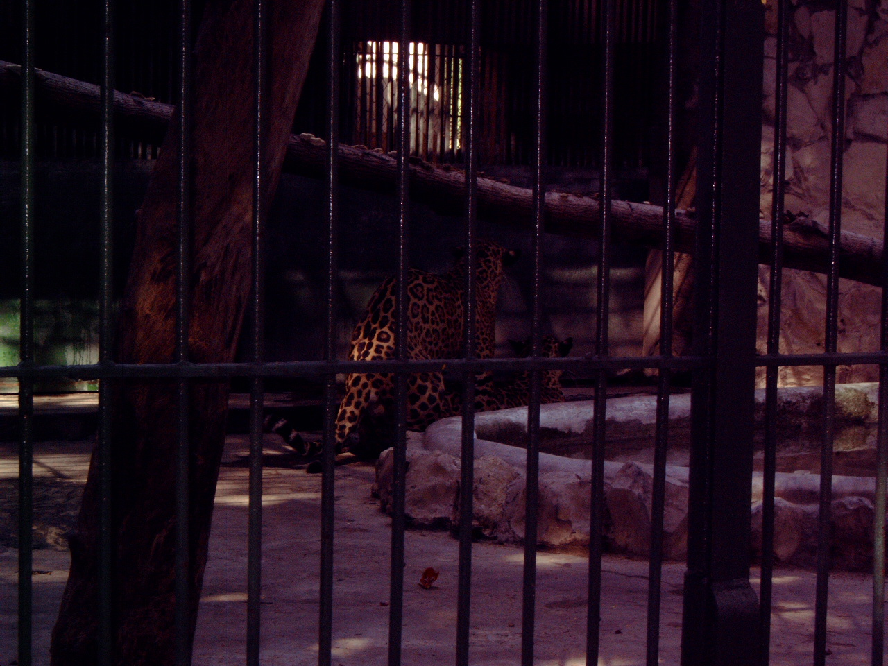 Jaguars (Panthera onca) pairing