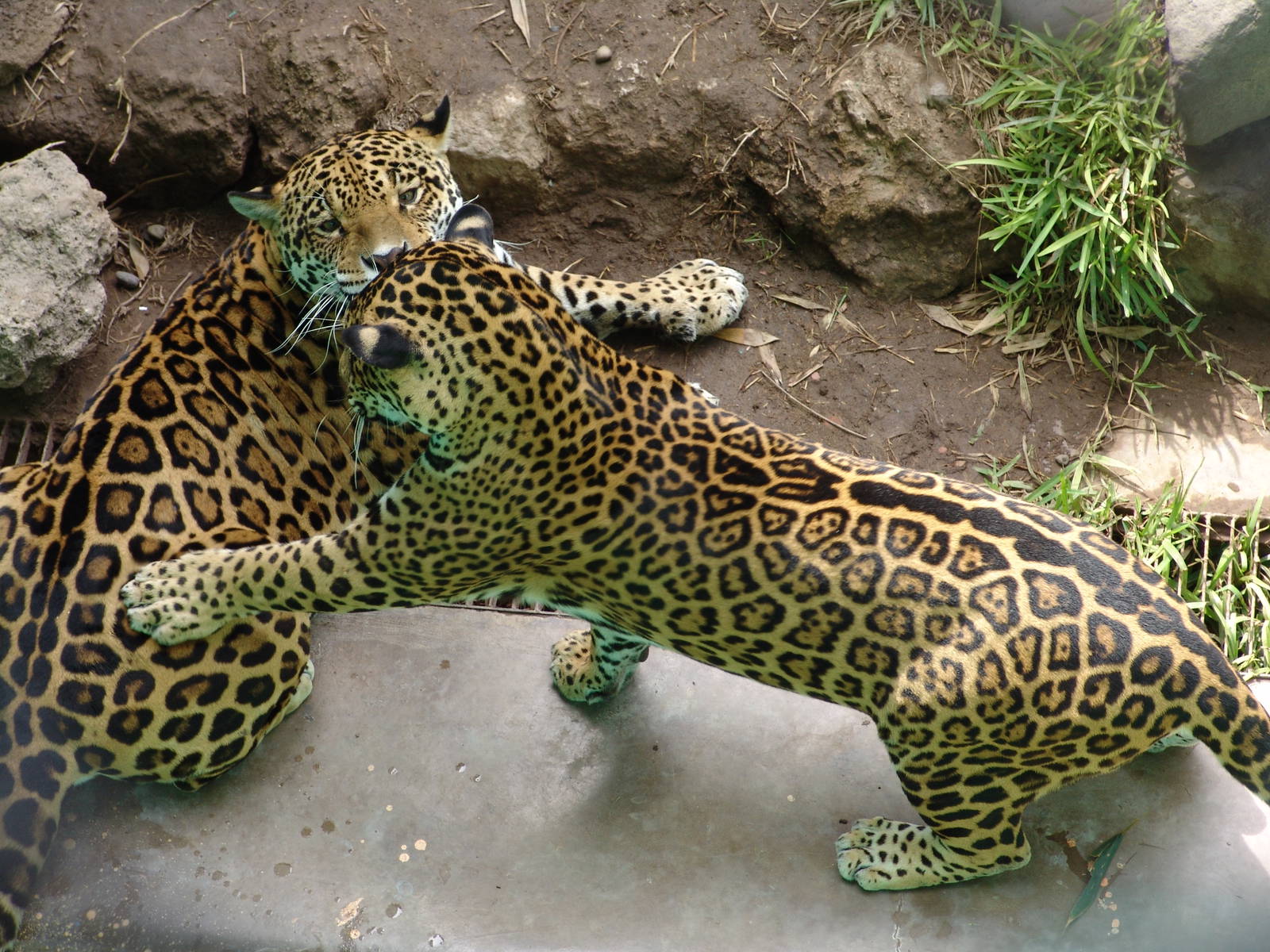 Jaguars (Panthera onca) playing