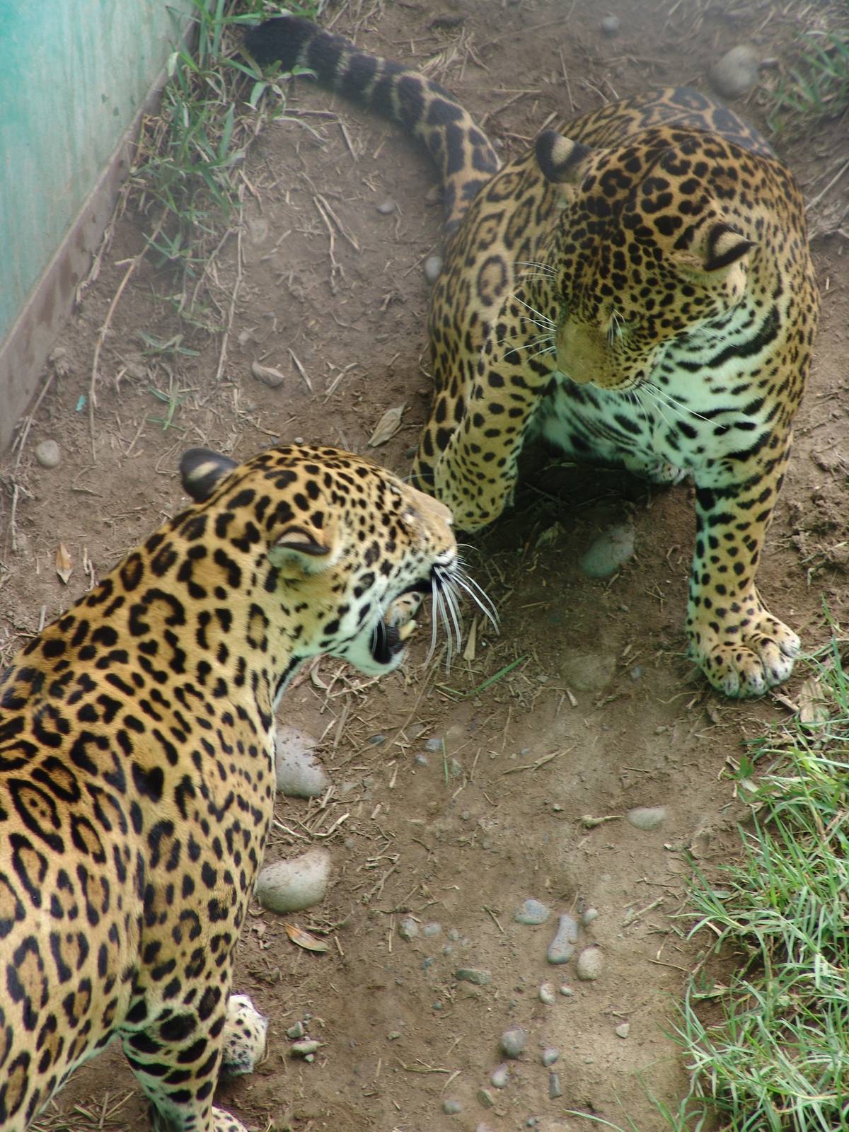 Jaguars (Panthera onca) playing