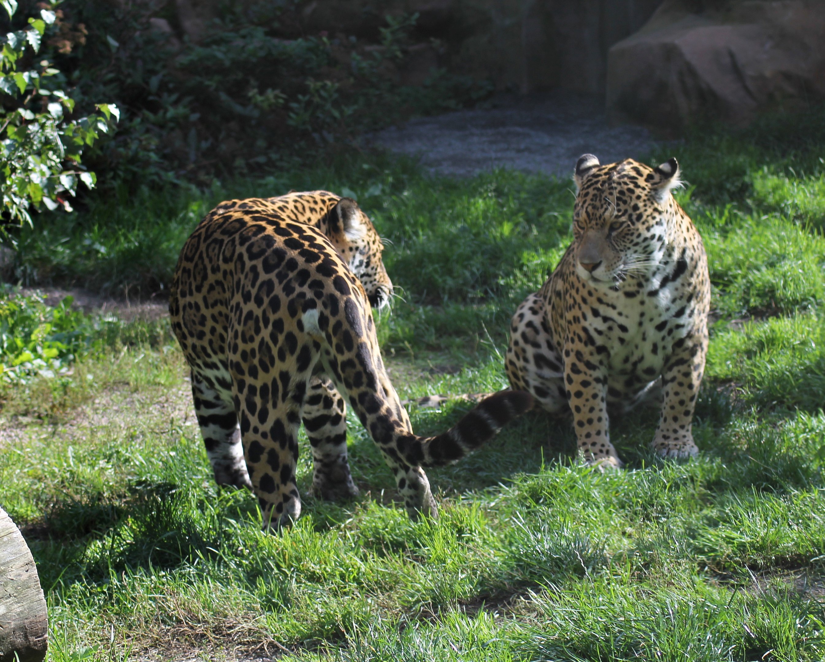 Jaguars (Panthera onca)