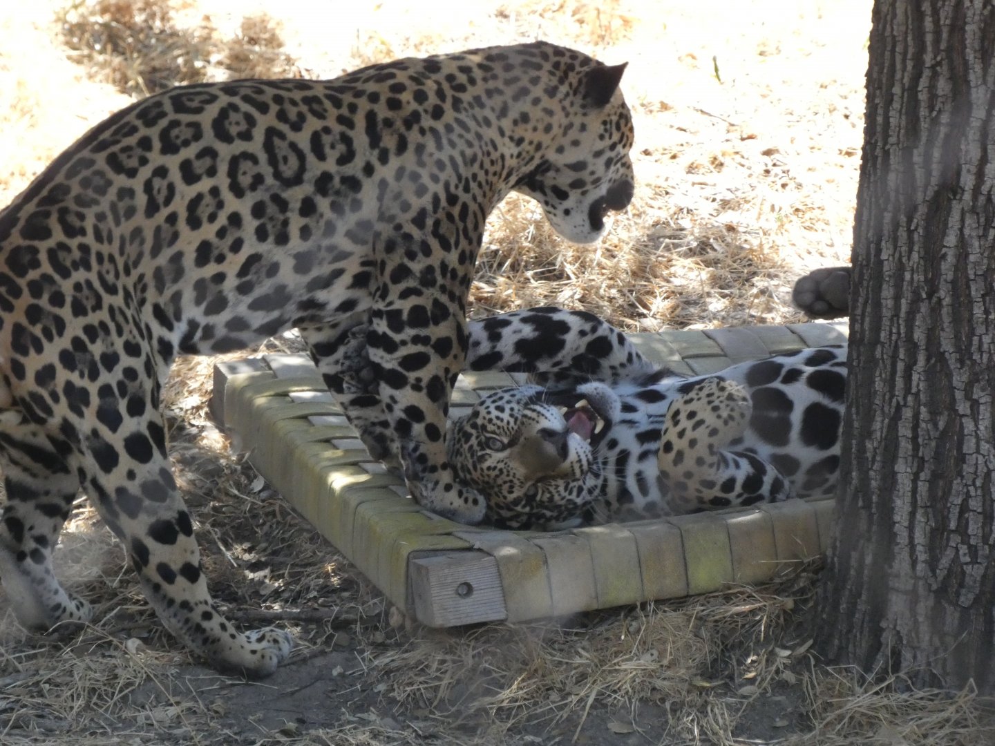 Jaguars playing "Lucha and Emma"