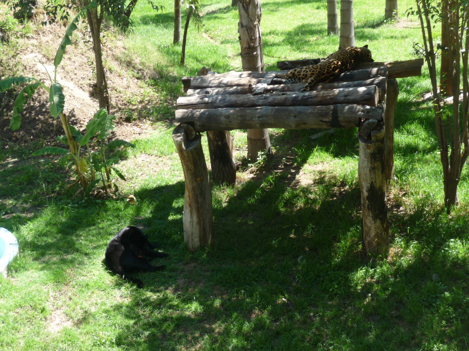 jaguars zoologico del altiplano tlaxcala
