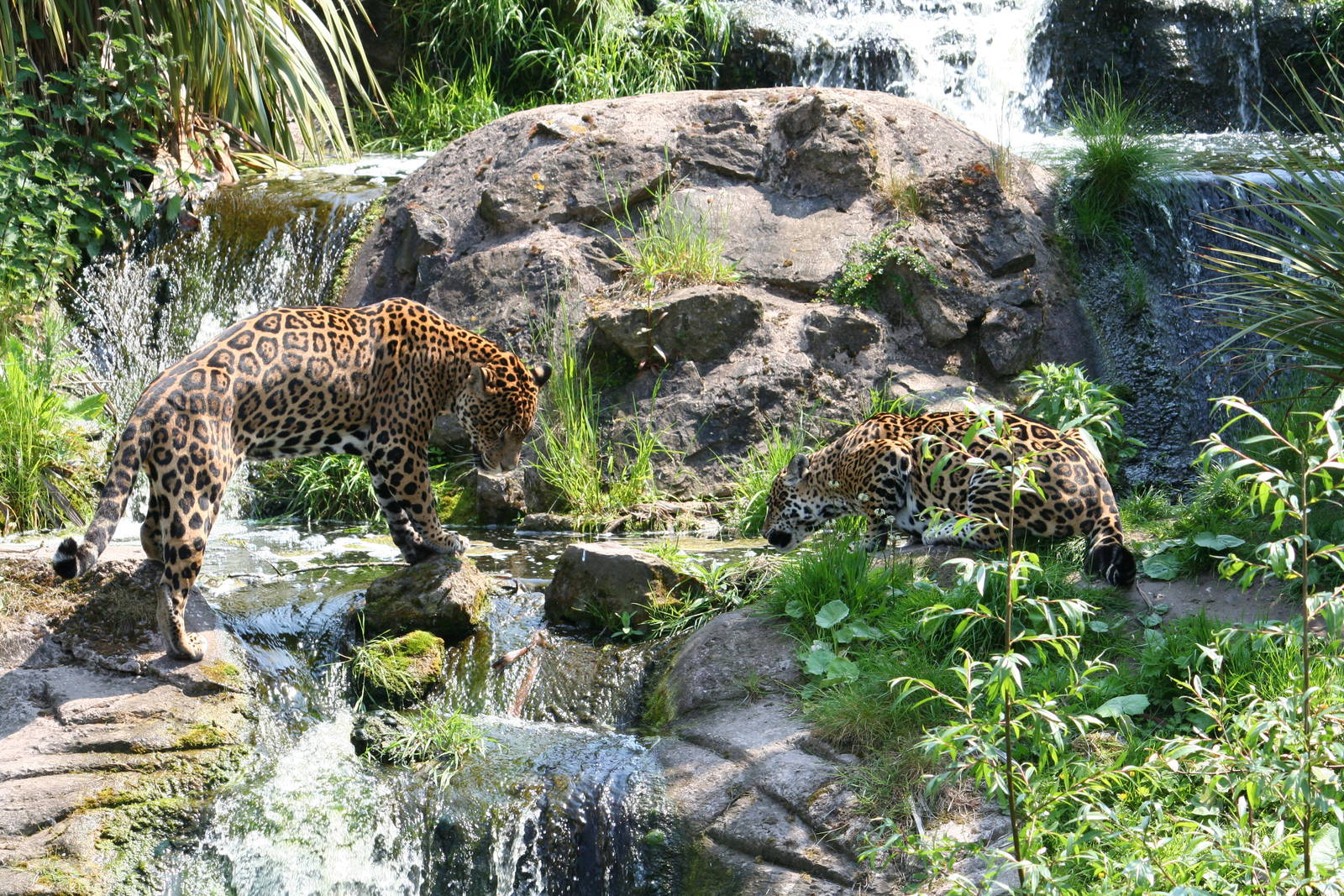 Jaguars