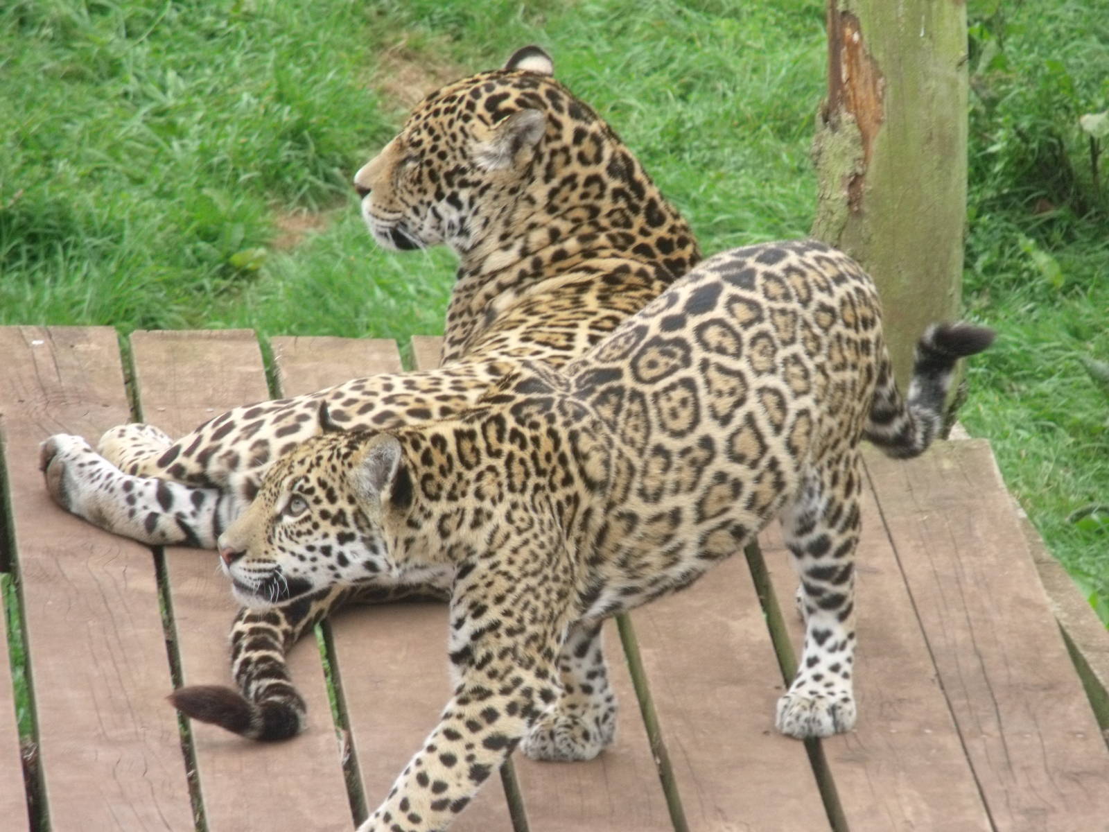 Jaguars