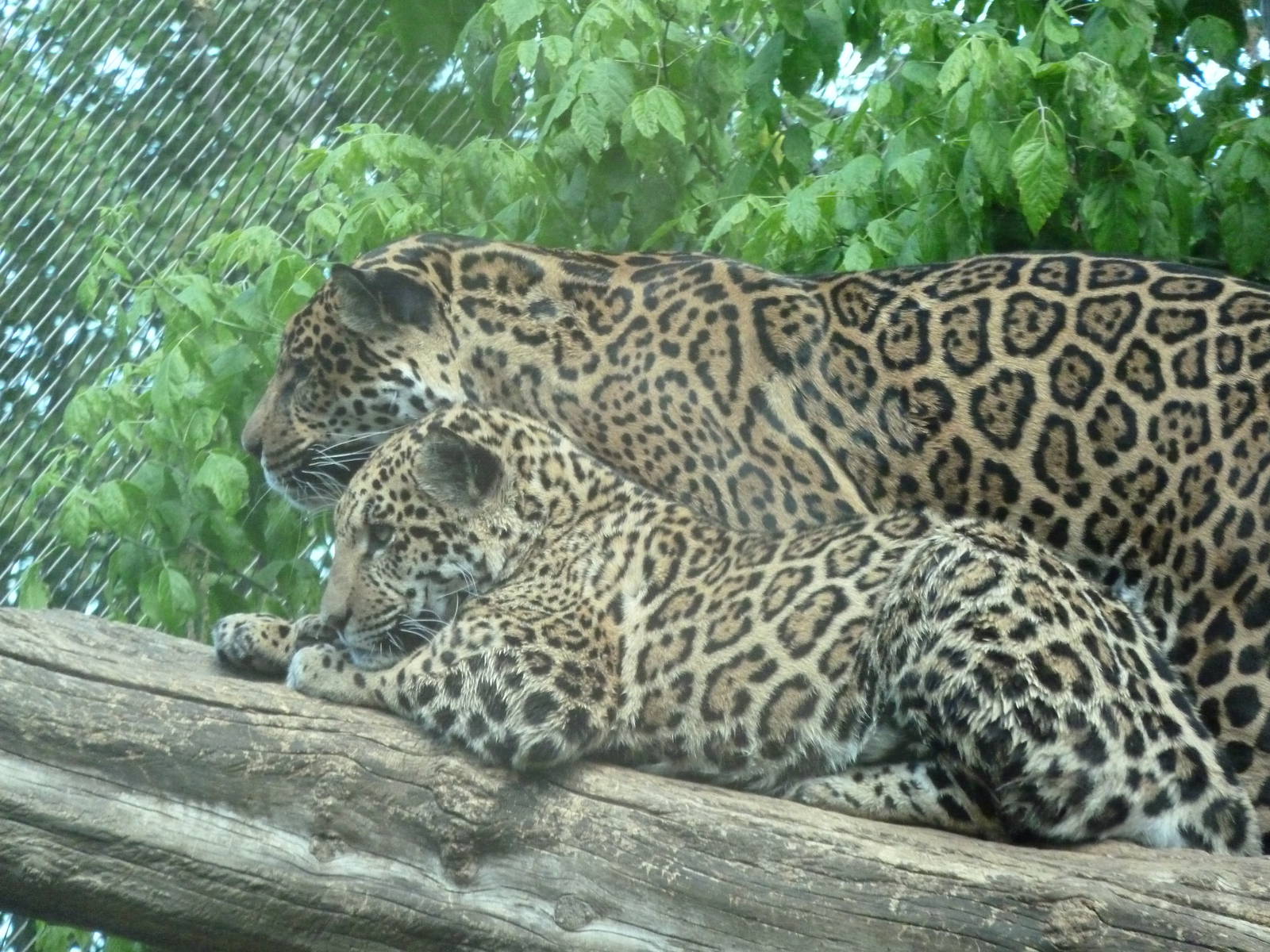 Jaguars