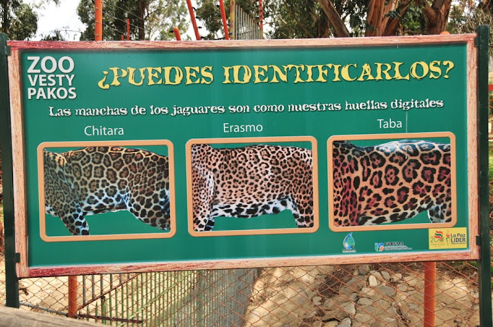 Jaguars