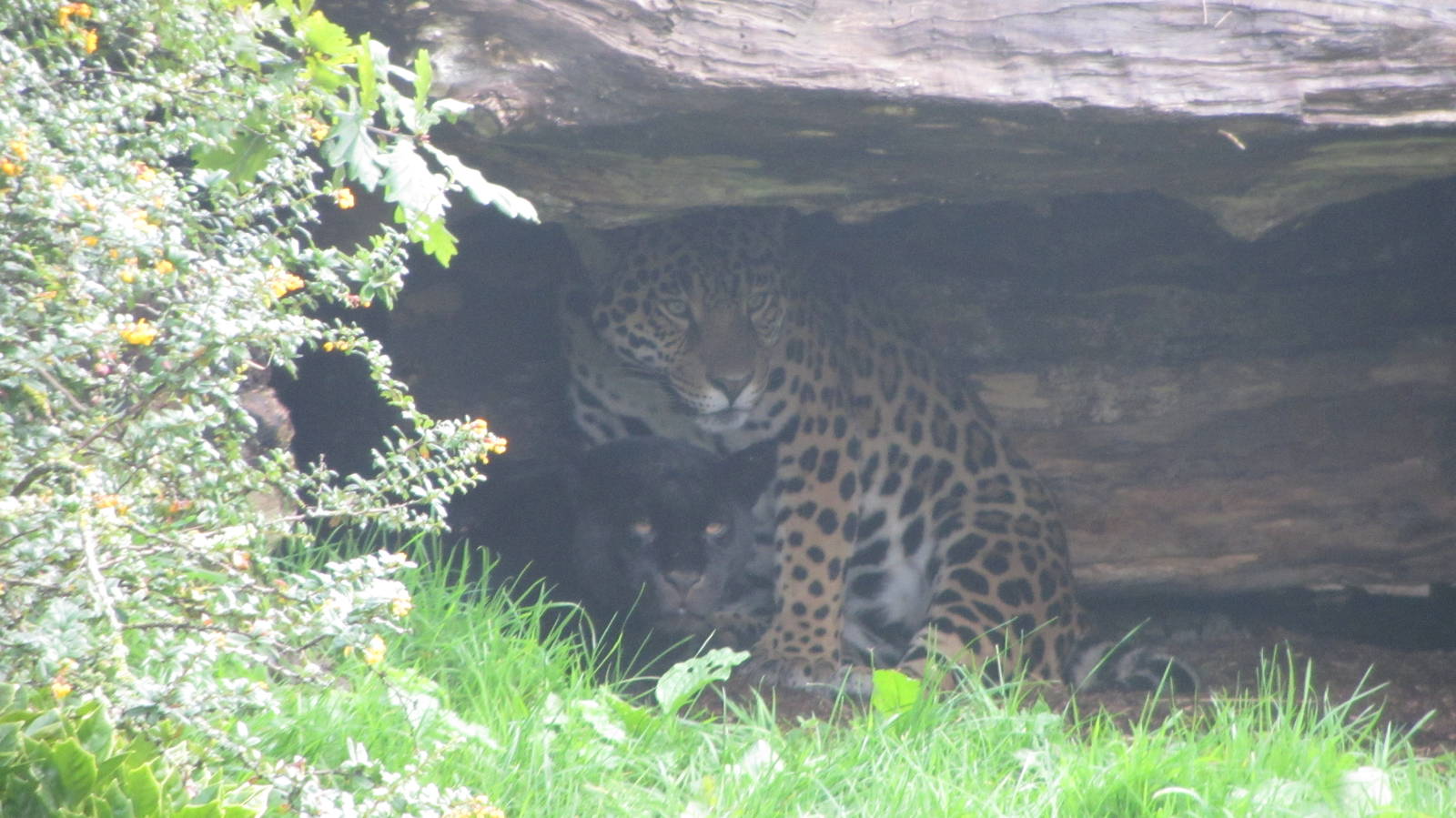Jaguars