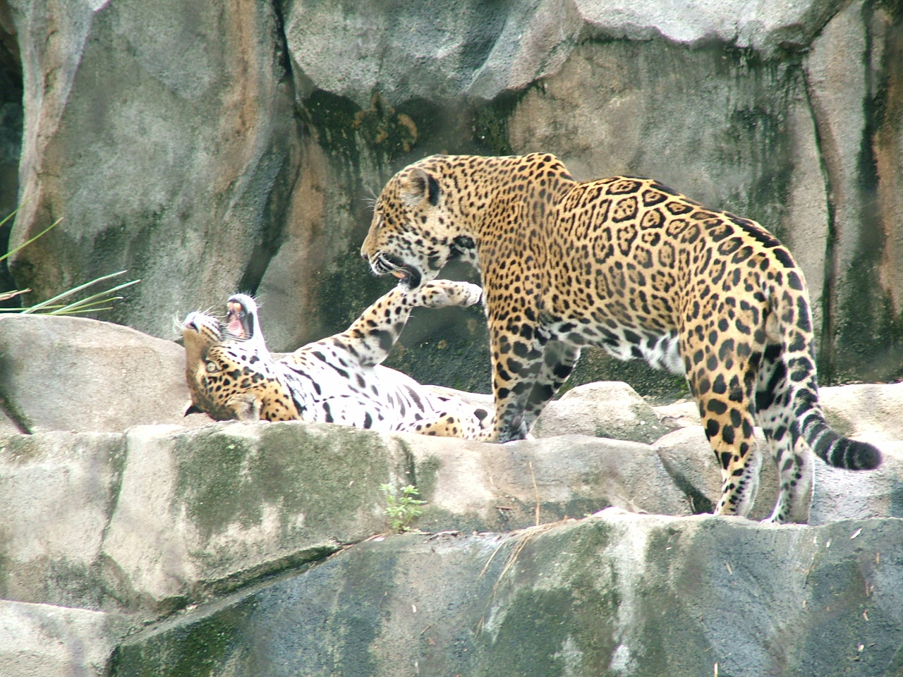 Jaguars