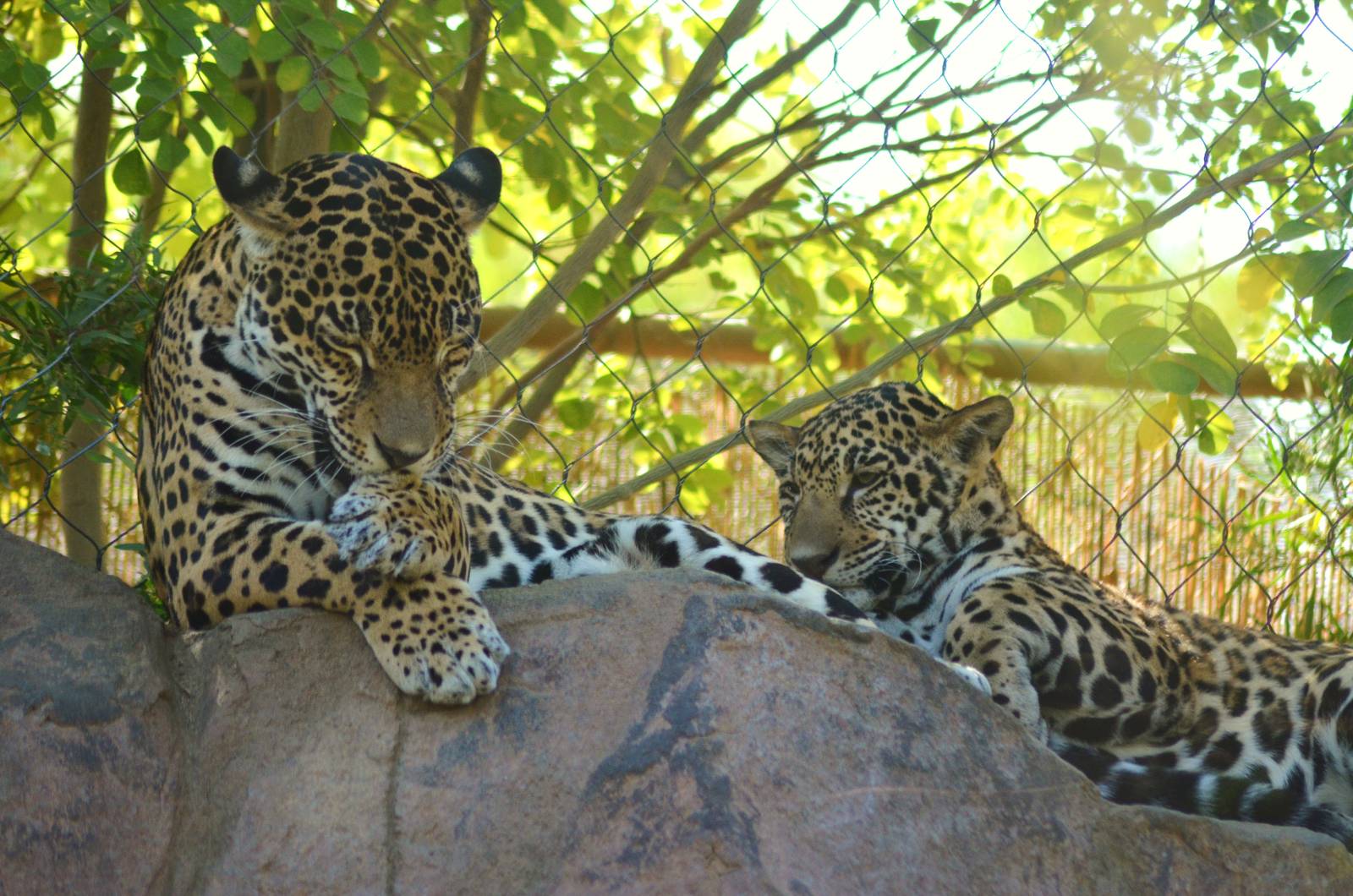 Jaguars