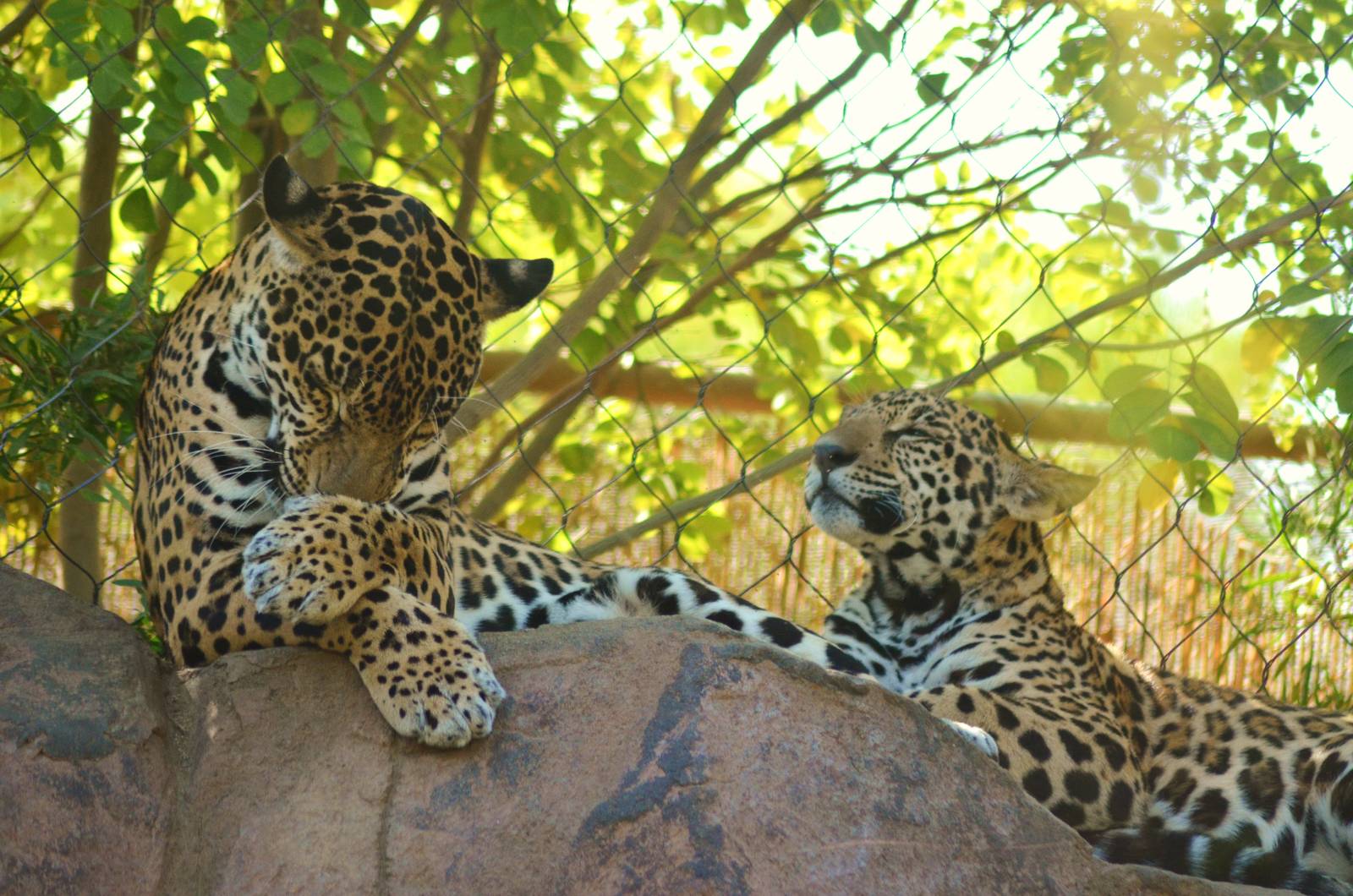 Jaguars